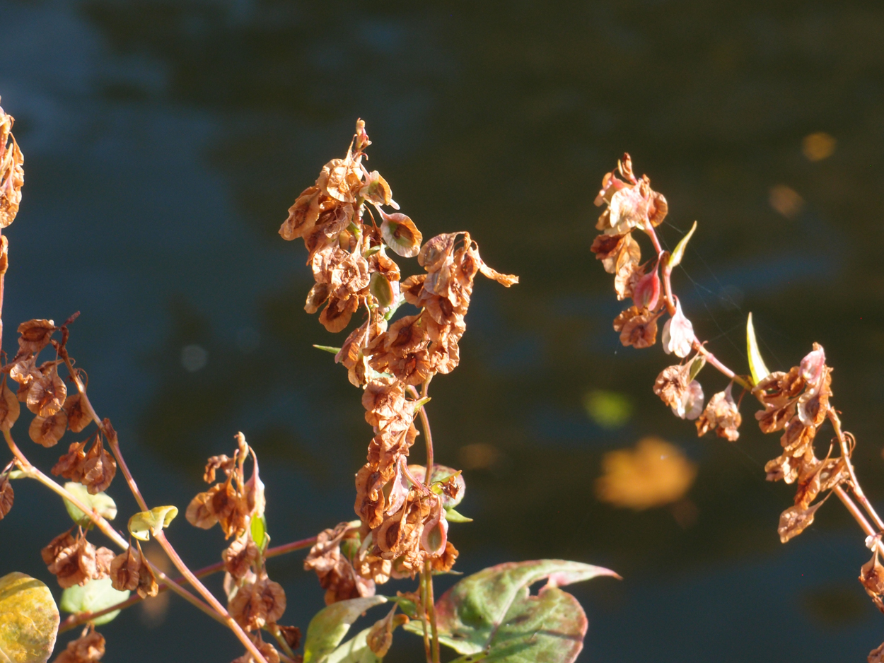2019-10-14 Spatzen am Heckmannufer (Fieldrecording Video)